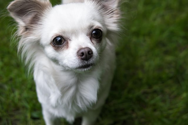 The tiny but mighty chihuahua is the second most stolen dog breed, with 134 reports of thefts.