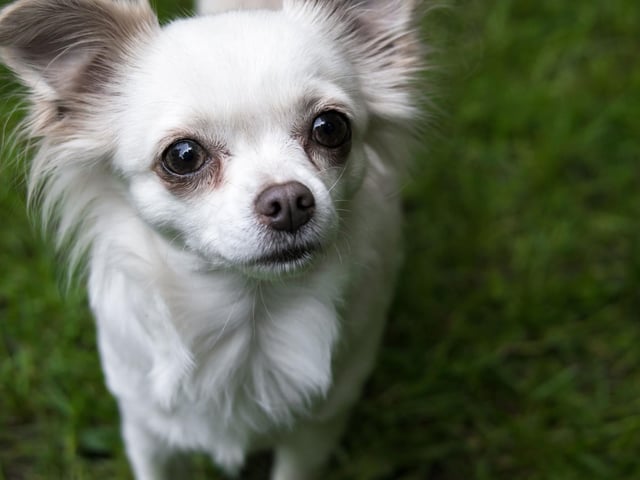 The 11 dog breeds most likely to be stolen in the UK, and how to ...