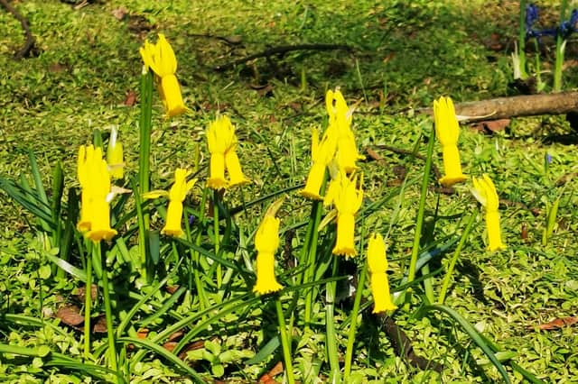 Trumpet daffodils in Princes st Gardens, Edinburgh.