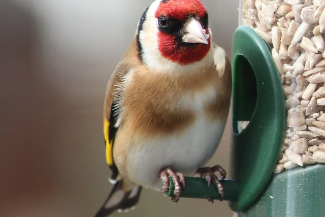 July is a great chance to see some of our most colourful garden birds visiting feeders and bird tables - look out for the likes of the Goldfinch (pictured), Greenfinch, and Chaffinch.