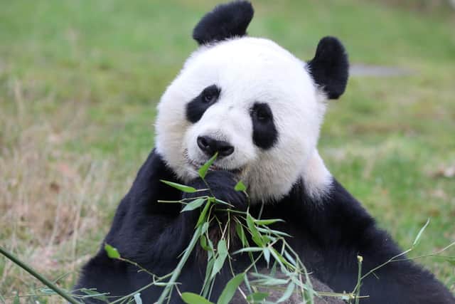 Pandas Yang Guang and Tian Tian arrived at Edinburgh Zoo in December 2011 as part of a 10-year exchange programme. Visitors will be able to see the adorable pair for the last time today before they enter quarantine and depart for China next week. Photo: RZSS