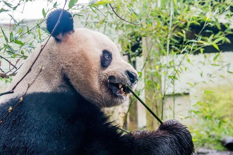 Giant pandas must eat between 12-38kg of bamboo a day. They have evolved to depend entirely on bamboo, making them vulnerable to habitat loss in the wild.