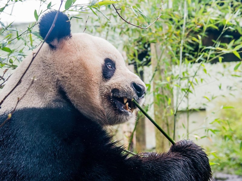 Giant pandas must eat between 12-38kg of bamboo a day. They have evolved to depend entirely on bamboo, making them vulnerable to habitat loss in the wild.