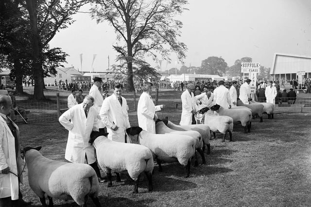 Judging the Suffolk sheep at the 1964 Royal Highland Show.