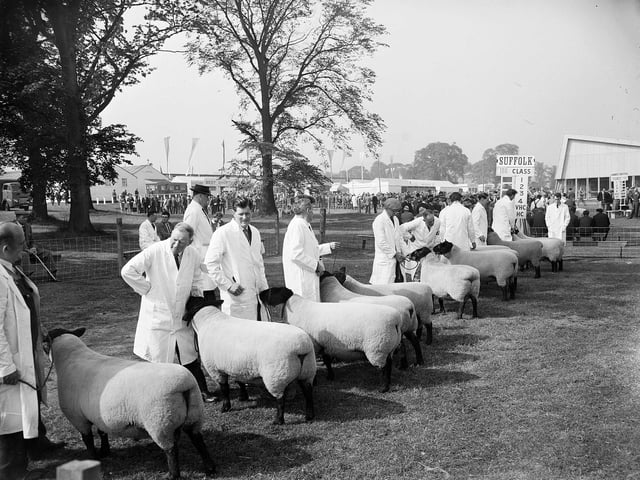 Judging the Suffolk sheep at the 1964 Royal Highland Show.