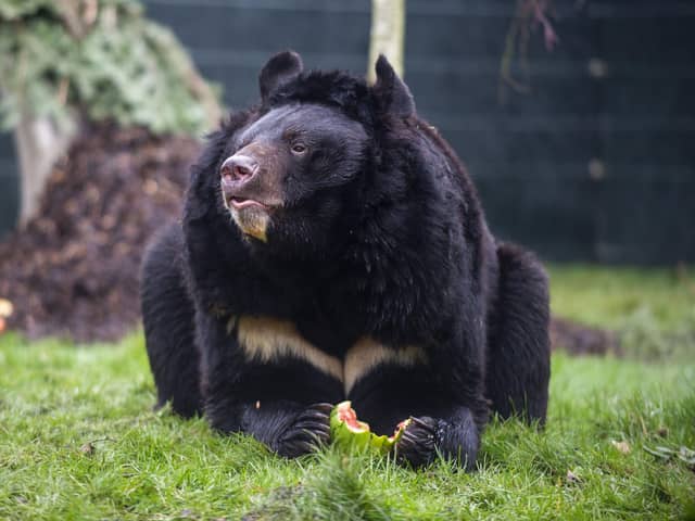 Five Sisters Zoo in West Lothian has rescued and rehomed Yampil, an Asiatic Black Bear that survived the war and was saved from an abandoned zoo in Ukraine. Picture: Lisa Ferguson



 



When Ukrainian soldiers entered the village of Yampil, Ukraine, after five months of Russian occupation, they discovered an abandoned zoo on the outskirts. Out of nearly 200 animals at the zoo Yampil the bear was one of the few animals to survive the invasion. According to the United Nations, over 13 million Ukrainians have been forced to flee their homes since the beginning of Russia's all-out war, including 7 million refugees and 6.5 million internally displaced. Countless animals were left behind, forced to fight for survival amid Russian attacks and cold weather.



 



Staff at Five Sisters Zoo â€“ renowned for its rescue work and care for endangered animals â€“ first heard about the bear from the Belgian charity, Natuurhulpcentrum, which cared for Yampil in the time between his rescue and looking for his permanent home. 



 



Brian Curran, owner of Five Sisters Zoo, said: â€œWe are so pleased to say that Yampil has arrived here safe and well, and is settling in perfectly in his forever home here with us. When we were made aware of the awful treatment and conditions Yampil was subjected to, our hearts broke; we were just so amazed he was still alive and well. When the volunteers found Yampil, a shell had not long exploded near his cage, and he was concussed. He was in terrible condition; five more days and they wouldnâ€™t have been able to save him. Bears, just like people, can suffe
