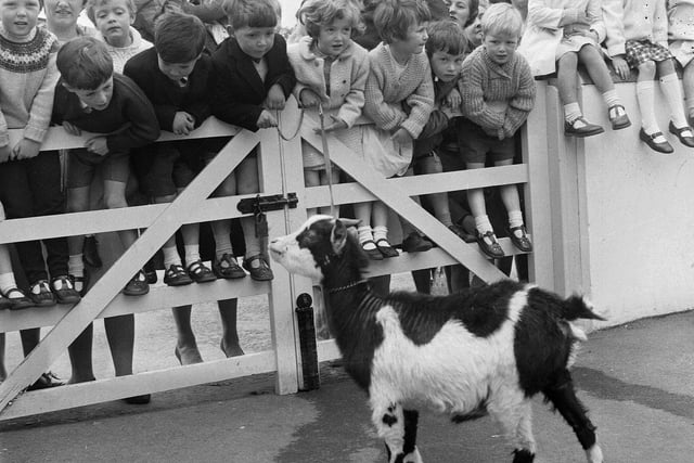 Clermiston Toddlers' Play Centre children meet the goats at the Children's Farm in Edinburgh Zoo in the summer of 1965.