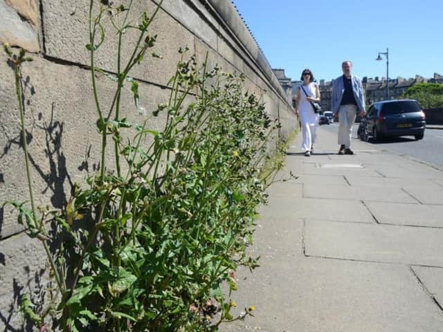 Weeds growing freely in one capital street