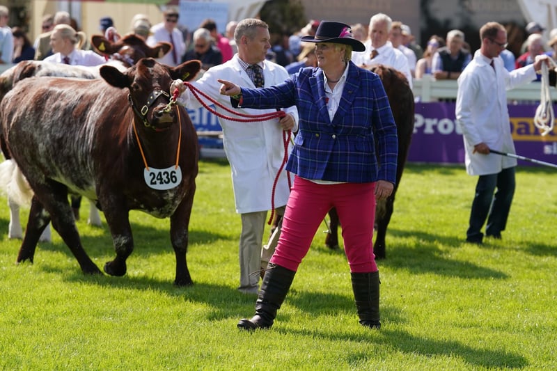 A judge in the cattle ring at the Royal Highland Centre in Ingliston, Edinburgh, on the first day of the Royal Highland Show.
