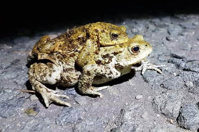 The smaller male toad often hitches a ride from the larger female toad to the mating pond. The male develops 'nuptial pads' on their hands during breeding season which helps them grip on (Photo: Jake Chitty).