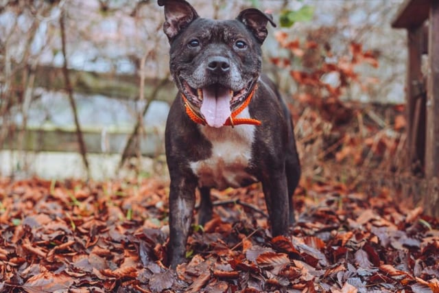 Shay is an eight year old Staffordshire Bull Terrier who's quite shy and may not take well to excitable children, but will warm right up to you if you give him some time. He's also a very smart dog - he won't need much training.