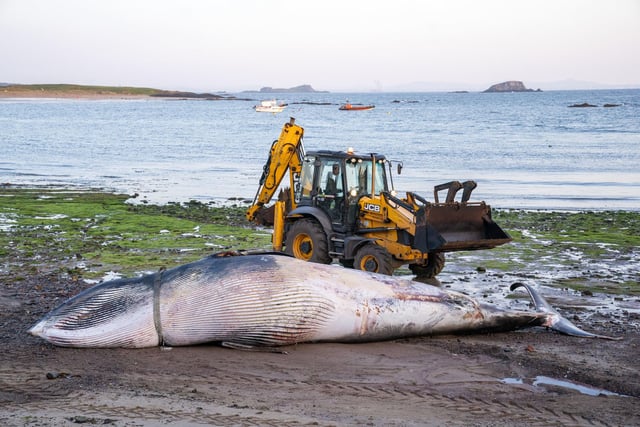 A dead minke whale which washed up on the West Bay beach in North Berwick, East Lothian, on Wednesday.