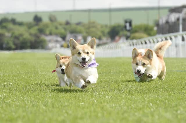 Ten dogs have taken part in the first “corgi derby” at a racecourse as part of celebrations for the Queen’s Platinum Jubilee. Photo: Pic Greg Macvean