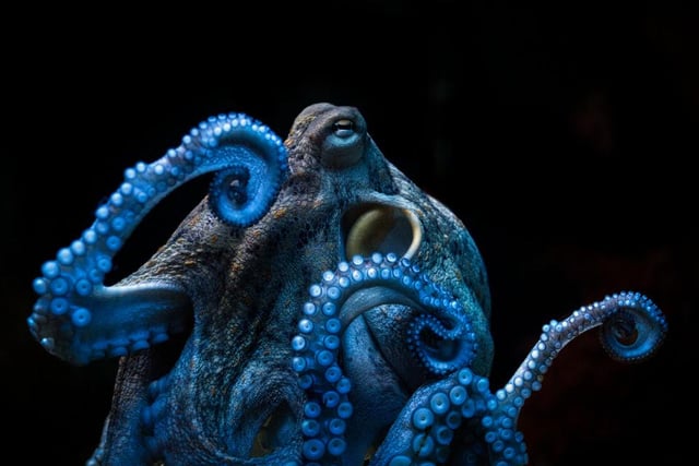 An octopus resembles a mythical creature in this underwater snap, taken by Susan Moritz in Bremerhaven, Germany