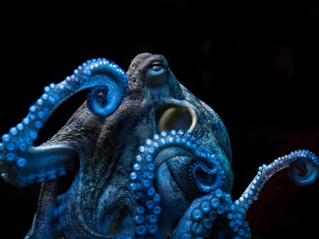 An octopus resembles a mythical creature in this underwater snap, taken by Susan Moritz in Bremerhaven, Germany