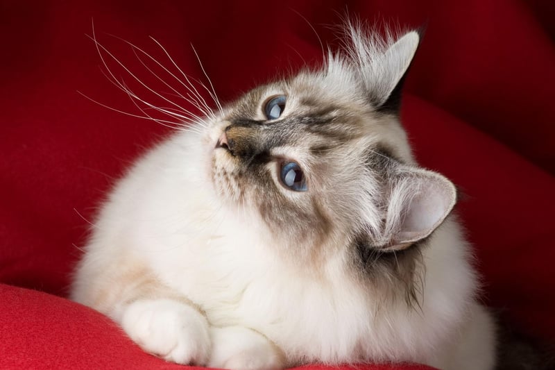 The blue-eyed Birman cat love to be with people - and other animals - and possess a sweet and loving nature. They tend to be quite quiet with less of a meow and more of a chirp.