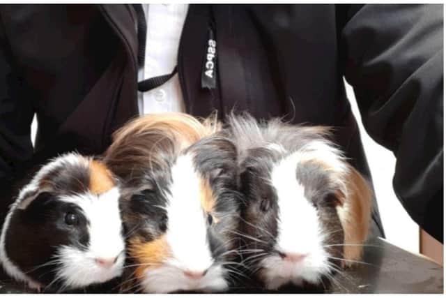 Three guinea pigs have been found abandoned in a pet carrier by a dog walker at an Edinburgh beauty spot.