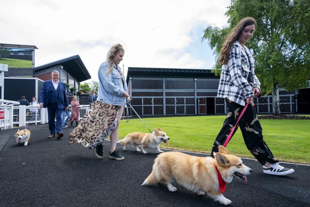 Participants in the parade ring before taking part in the first ever Corgi Derby.