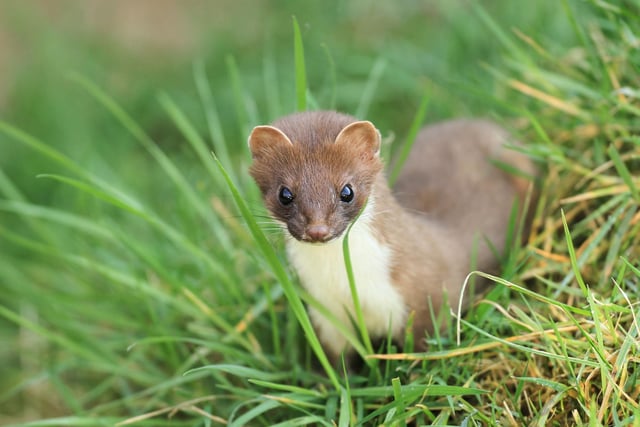 Not as rare as you might think, the weasel is a shy creature you've most likely only seen as a blur of fur dashing into the nearest safe undergrowth. July is the month when you're most likely to get as longer look as the females are hunting determinedly for prey to feed to their young, who are venturing further from the burrow as they get more confident of their environment.