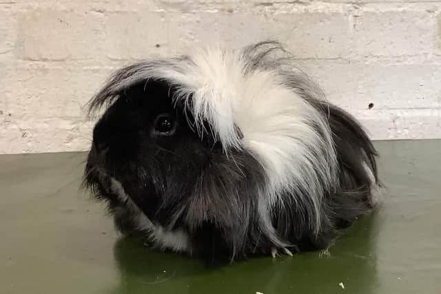 Mary the guinea pig is still missing, after she was stolen from Gorgie Farm.