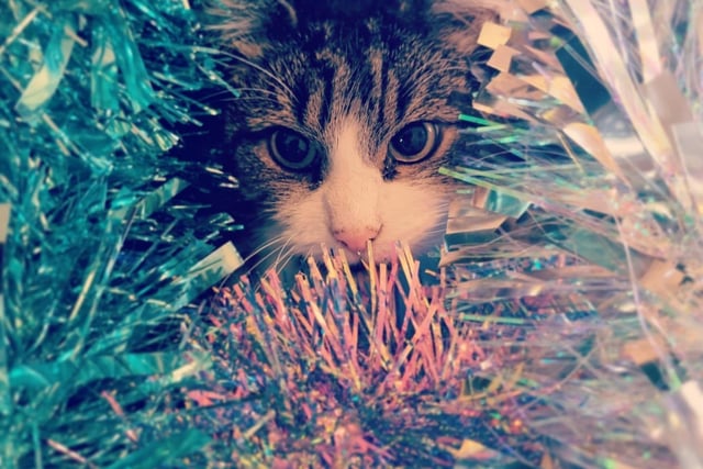 Tiny cat Meg is hiding amongst the tinsel in a Christmas tree. Shared by Jennifer Falconer.