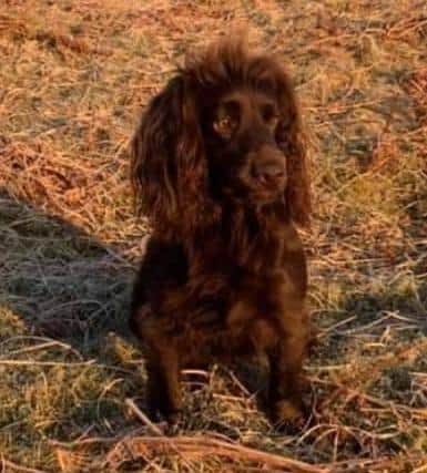 Lily the cocker spaniel has been missing for more than 58-hours.