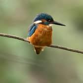 Kingfishers have been spotted fishing for baggy minnies, not minnows, in the Water of Leith (Picture: Dan Kitwood/Getty Images)