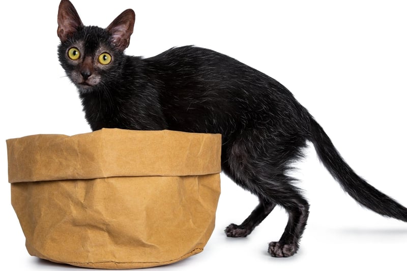 The Lykoi is the UK's most expensive cat, costing around £1,300 for a kitten. A relatively recent mutation from a Domestic Shorthair cat, fans of the breed say it looks like the popular perception of a werewolf.