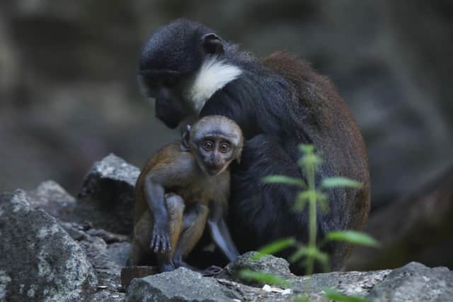 The baby monkey has been clinging to it's mum since it was born in May