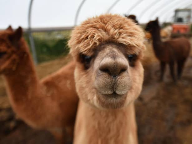 Perhaps you have an alpaca you can spare? Caledonian Marts is seeking donations of animals, farm machinery and anything else of value to sell at a charity auction to raise funds for people in war-torn Ukraine. Picture: John Devlin