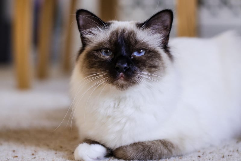 Another breed of cat that gets on well with the kids, the Burnese is also one of the most inquisitive felines - investigating every inch of your home. It means that they'll leave your side for long periods but will always be back for snuggles.