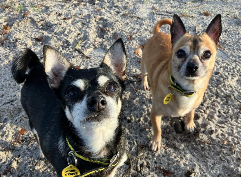 These cute chihuahuas come as a pair and are looking for a home full of plenty of snuggles. They are best friends and love a fuss from people they have built a bond with. Victor is eight years old and loves family time, while Viola is 12 and is happy whenever she's with her toys. But both enjoy short walks and pottering about in the garden.
They are looking for owners who have experience of owning nervous dogs and can live in a home with children aged 16 and over. They require a calm and quiet environment, with owners who are home most of  the day. Viola is also on medication which will be discussed with anyone interested in giving this cuddly pair their forever home.