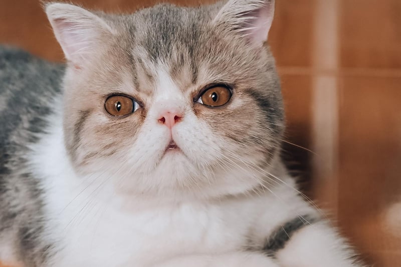 Closely related to the Persian, the Exotic Shorthair shares many of its cousin's positive attributes, including being a loyal and affectionate companion. They also have shorter hair, meaning less fur on the furniture.