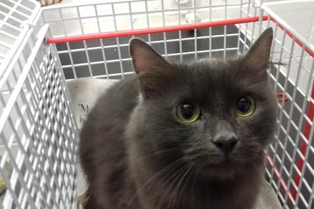 The grey female cat was found by a dog walker in Ferniehill Way on Monday. Pic: SSPCA