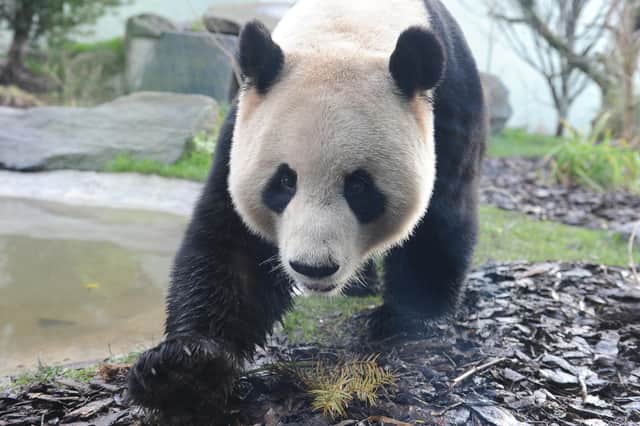 Yang Guang, the male giant panda at Edinburgh Zoo, takes a stroll around his enclosure