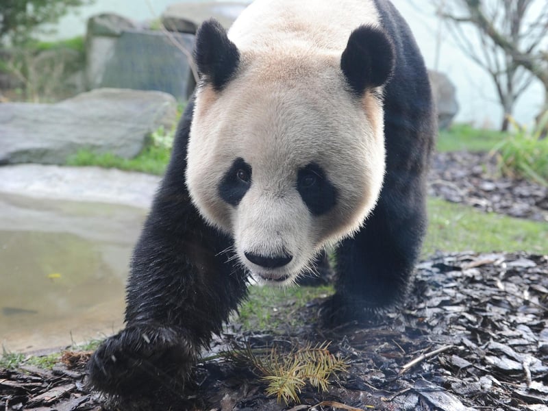 Yang Guang, the male giant panda at Edinburgh Zoo, takes a stroll around his enclosure