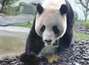 Yang Guang, the male giant panda at Edinburgh Zoo, takes a stroll around his enclosure