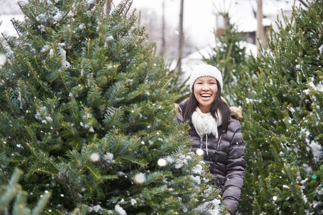 Ring in the festive season by picking out your Christmas tree for yourself. Photo: AJ_Watt / Gety Images / Canva Pro.