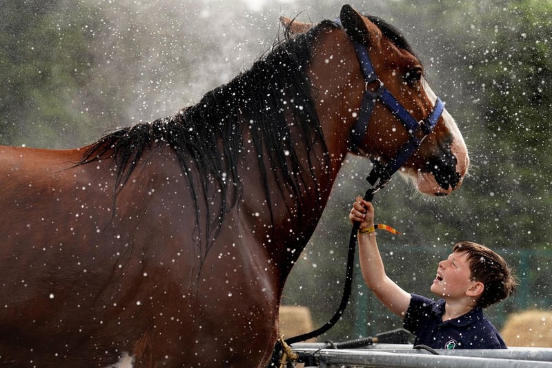 Harry Martin from Guildy Farm near Dundee watches Flash the clydesdale horse being washed  at the Royal Highland Centre in Ingliston, Edinburgh, before the show.