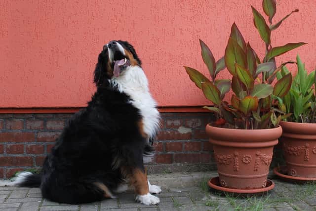 Plants are just one of the common household items that can prove to be a hazard to pets.