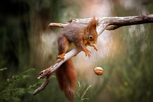 A squirrel looks panicked after dropping its morning snack, photographed by Doris Dorfler Asmus in Bavaria, Germany