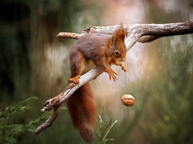 A squirrel looks panicked after dropping its morning snack, photographed by Doris Dorfler Asmus in Bavaria, Germany