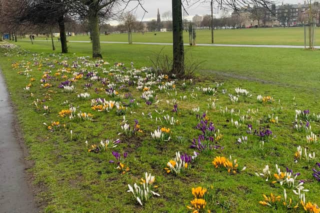 Flowers are blooming all along the walkways of Leith Links.