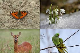 Some of the wildlife to look out for in Scotland during February.