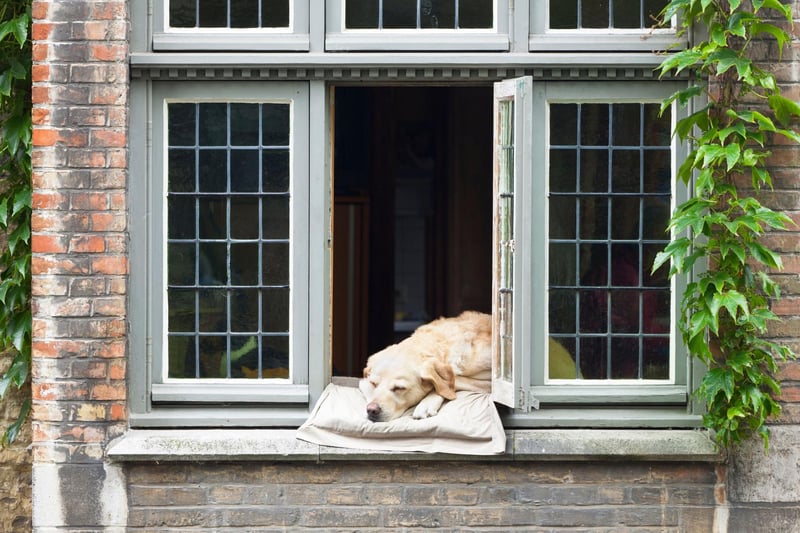 Leave a light on if your dog is home alone: this can be helpful in the evening, so it looks like someone is in. Alongside this, always turn an outside light on for supervised late night toilet trips so you can see your dog at all times.