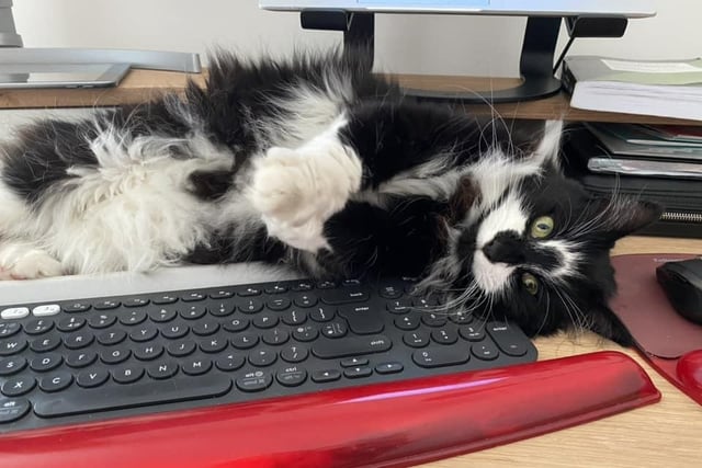 Nicola Cameron shared this photo of Smudge laying on her keyboard. He is a rescue cat from Fife Cat Shelter.