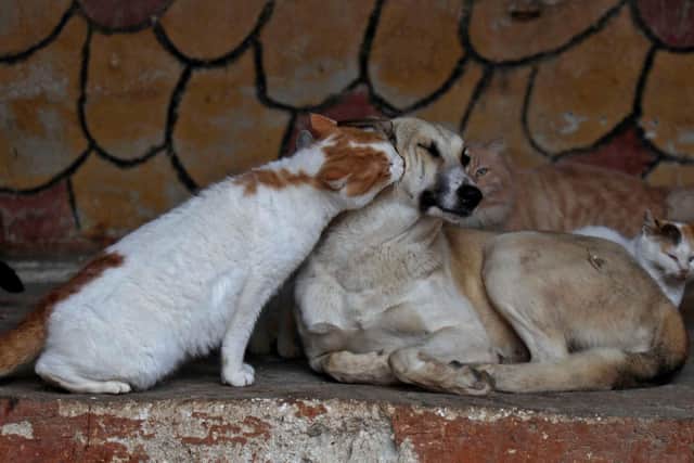 Dogs and cats have different attitudes to being watched while doing their business (Picture: Aaref Watad/AFP via Getty Images)