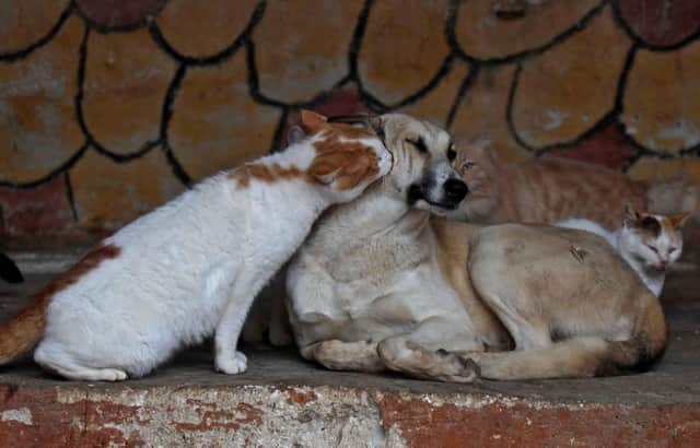 Dogs and cats have different attitudes to being watched while doing their business (Picture: Aaref Watad/AFP via Getty Images)