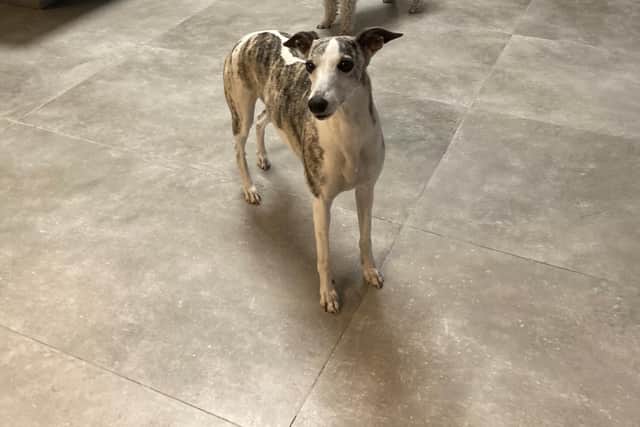 The six-year-old whippet went missing on February 2