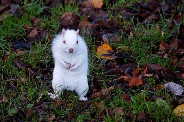 Grounded: Albino squirrel goes for a stroll